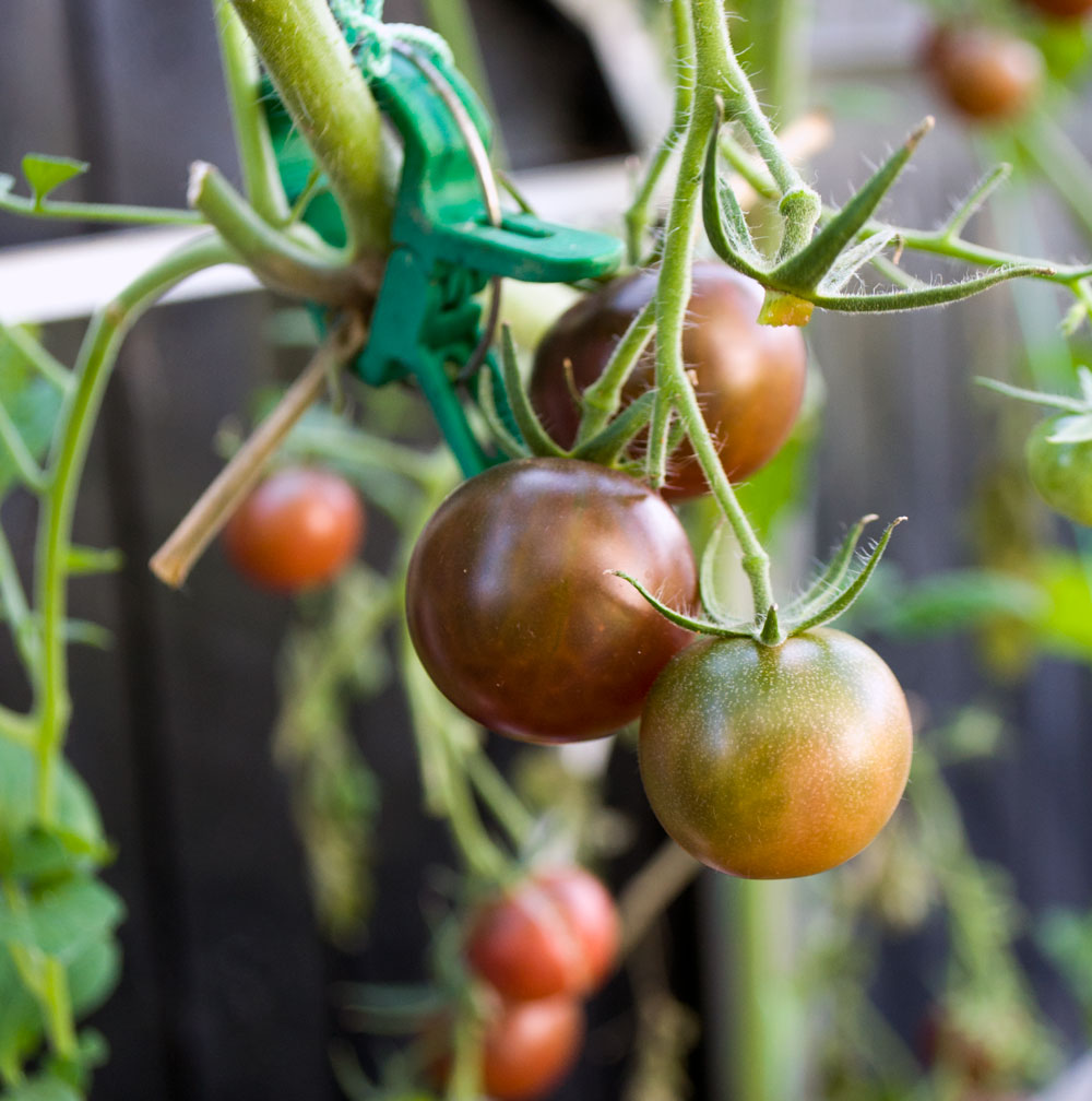 Sorte tomater - smager fantastisk
